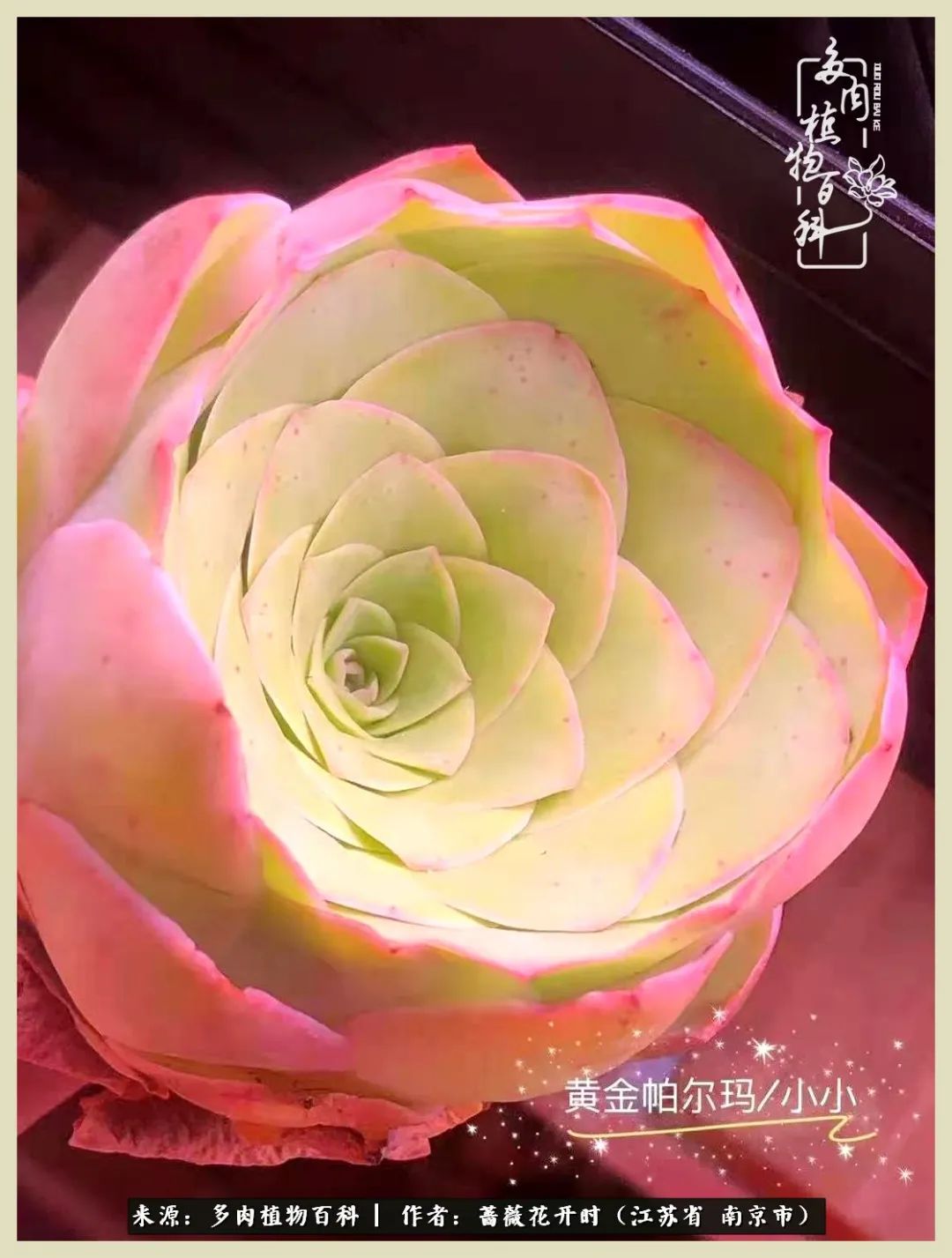 又见颜的妩媚，色的诱惑！这些山地玫瑰礼盒惊艳了眼眸