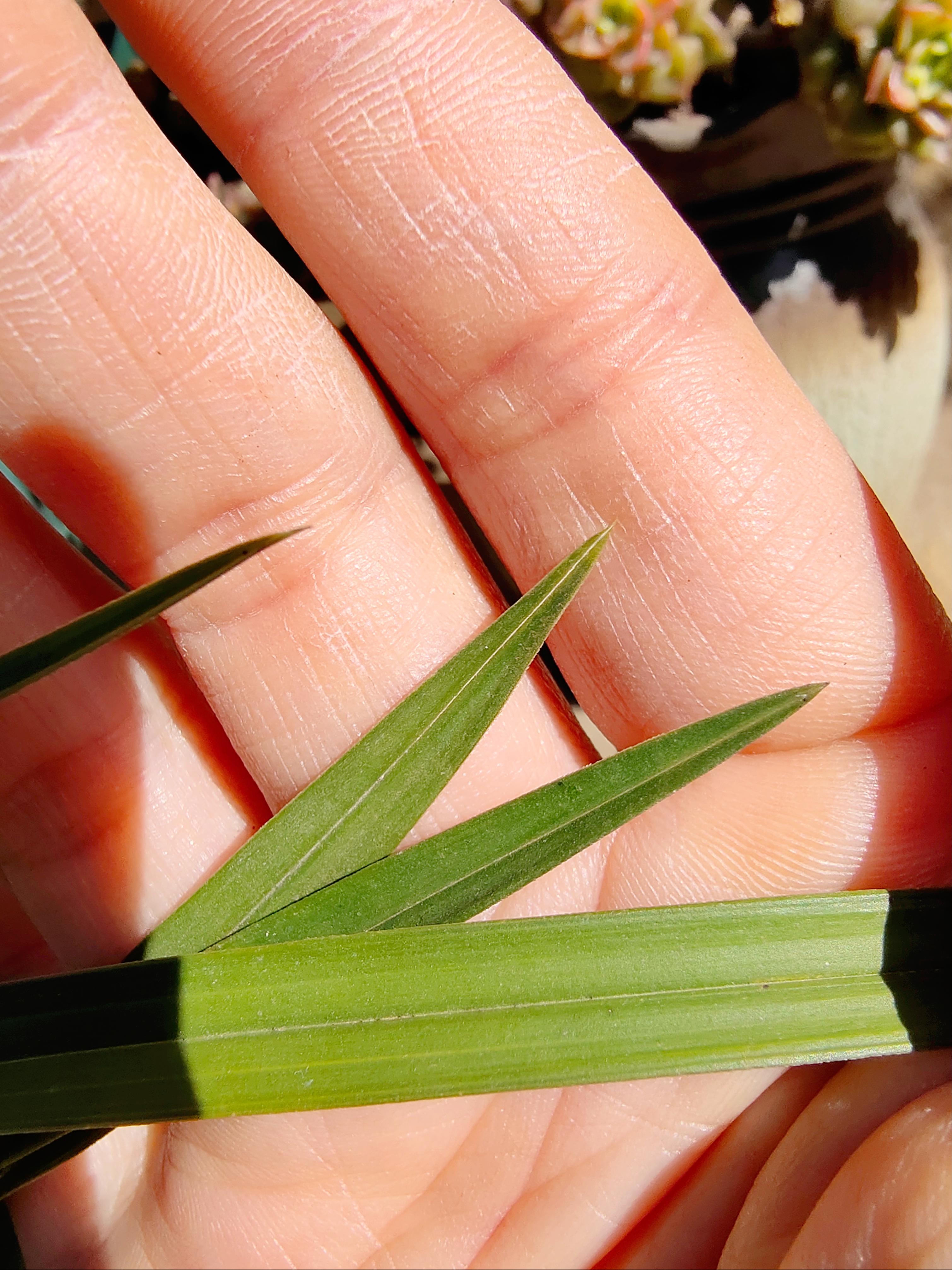 兰花好不好，五个特征“有目共睹”，若你的苗符合，值得炫耀