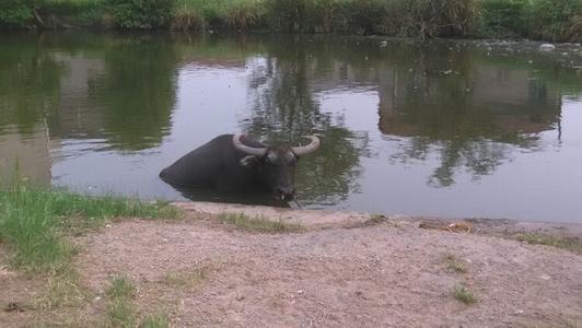 广西往年斗牛视频,广西斗牛比赛全集