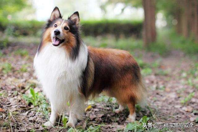 原来德牧也有这么可爱的时候,原来牧羊犬放羊的能力是天生的