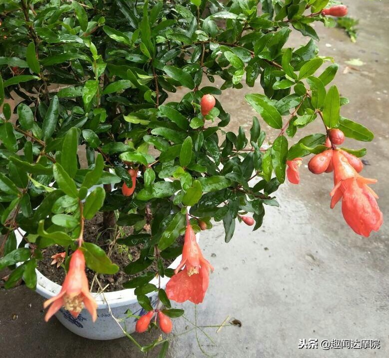 老人说“一个石榴十副药”,到底有什么科学依据?看完长知识了