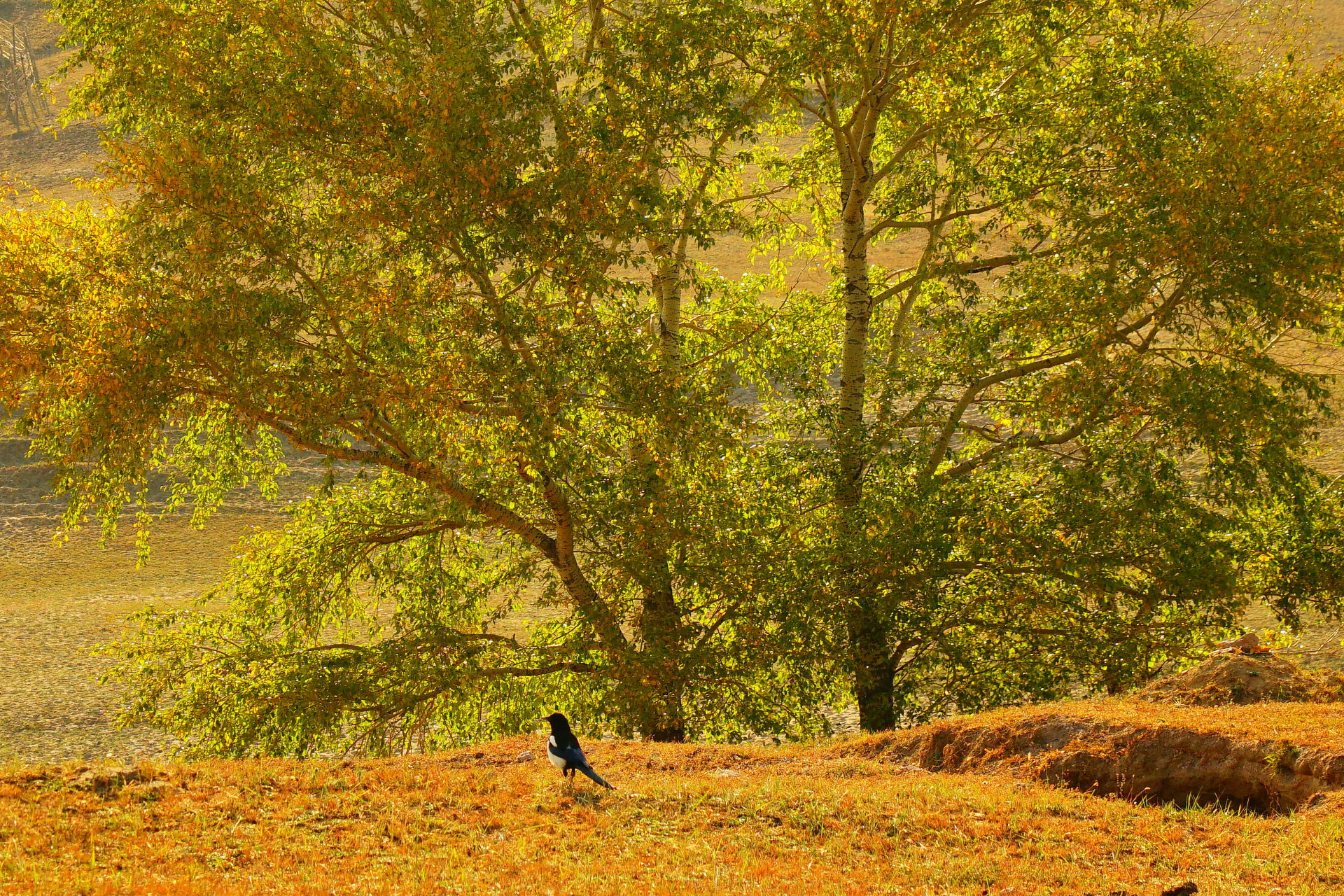 京北第一天路千松坝国家森林公园,千松坝森林公园和京北第一天路