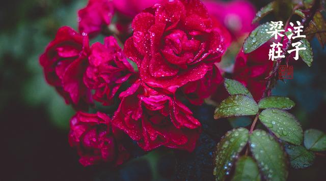 梁冬为什么要读历史,梁冬说读书