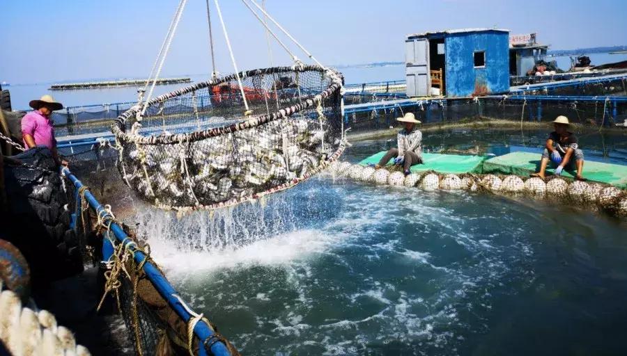 北海特色农产品,北海有名水产品