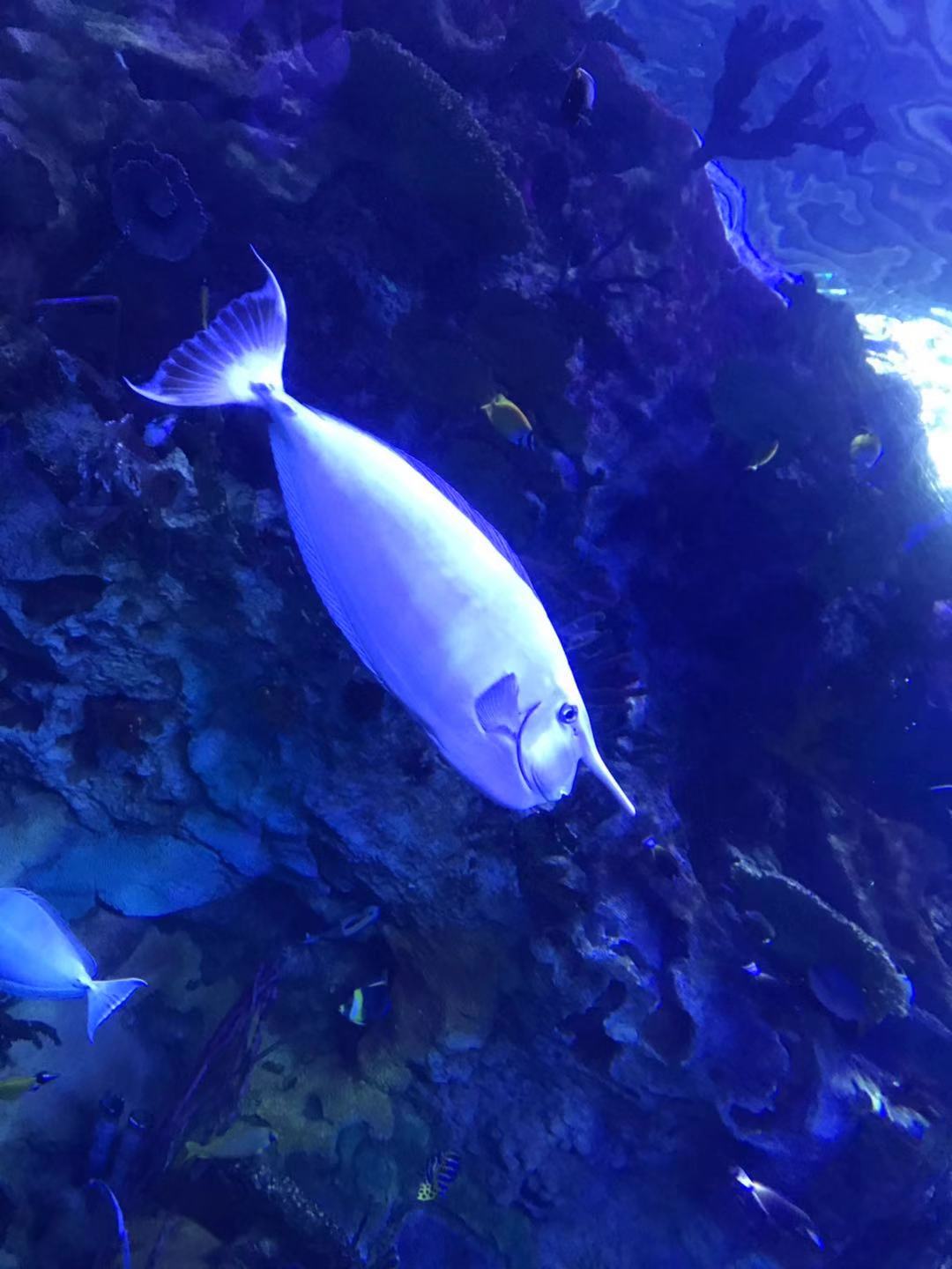 珠海长隆海洋王国亲子攻略2岁,亲子珠海长隆海洋王国一日游攻略