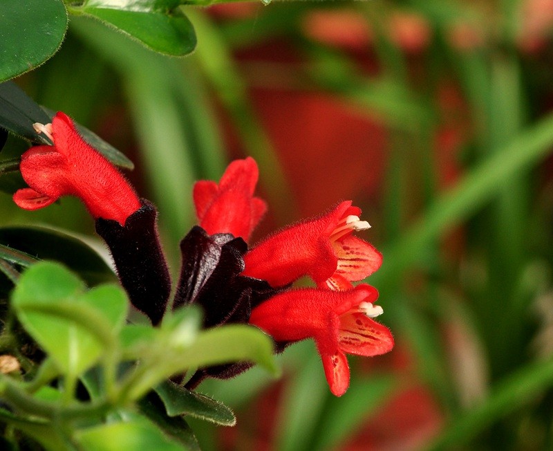 18种寓意好的花,18种花图片大全