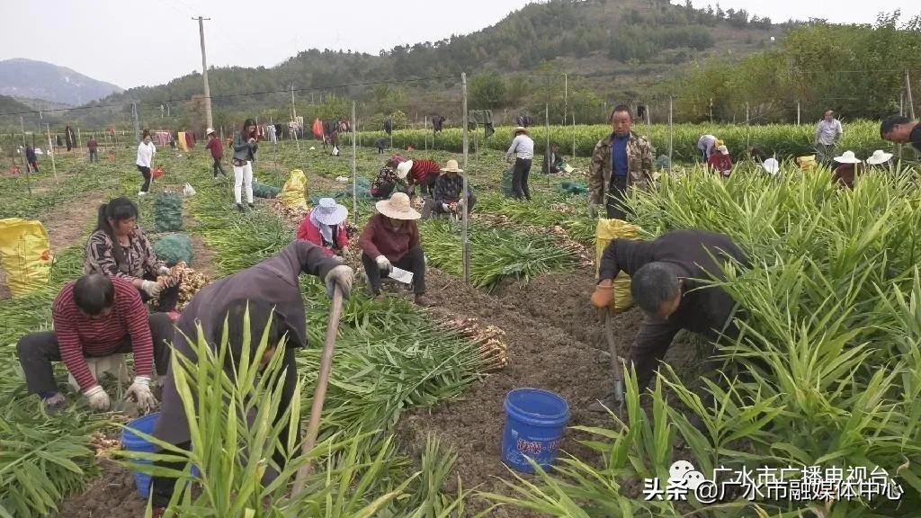 福成镇子姜产业助力精准扶贫,黄店镇发展农业产业助力乡村振兴