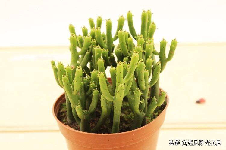 树干发黄发硬怎么回事,光棍树杆子干瘪是什么原因