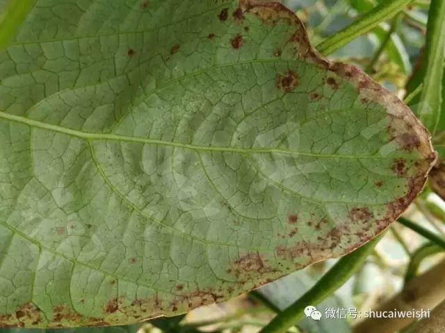 天气转凉的安全常识,强降温会引起药害吗