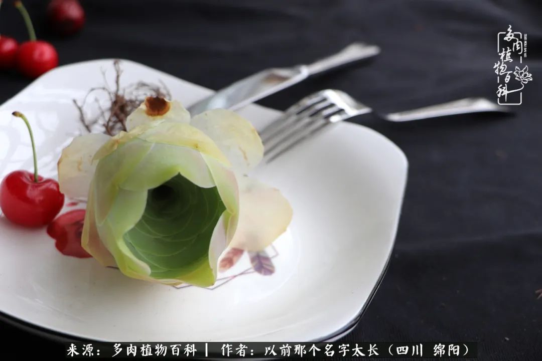 山地玫瑰夏天,夏季的山地玫瑰