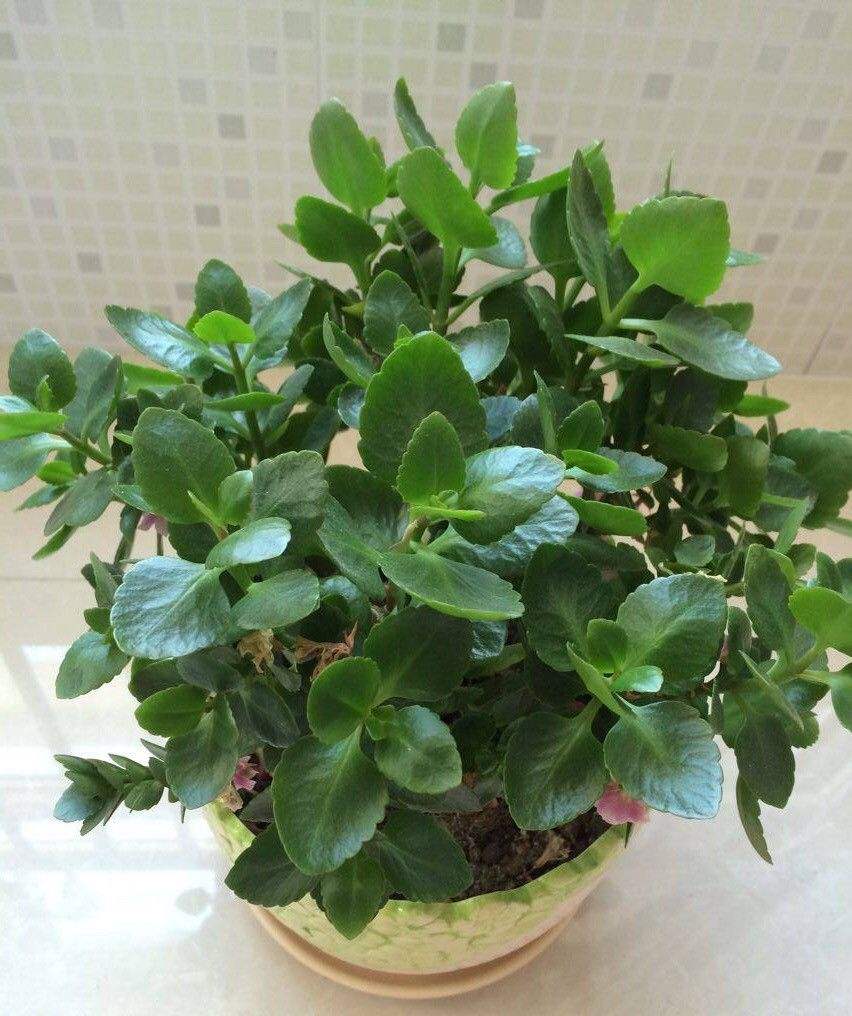 长寿花叶尖发黄是什么原因,长寿花叶子尖发黄是怎么回事