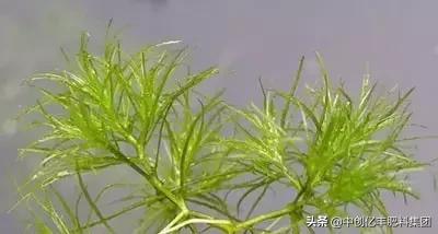 地里的野菜不认识拍照片怎么查,农田常见100种杂草图谱名称及作用