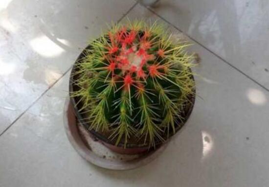 仙人球怎么扦插,仙人球扦插的方法与技巧