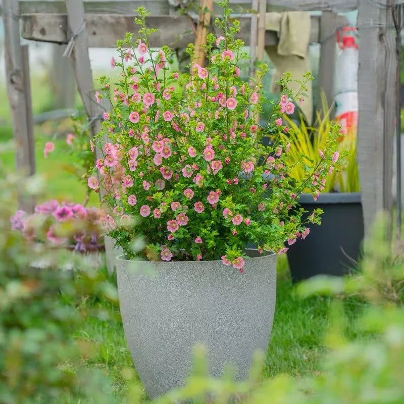 哪些花是开花机器,开花最香最好看繁殖能力还强的花