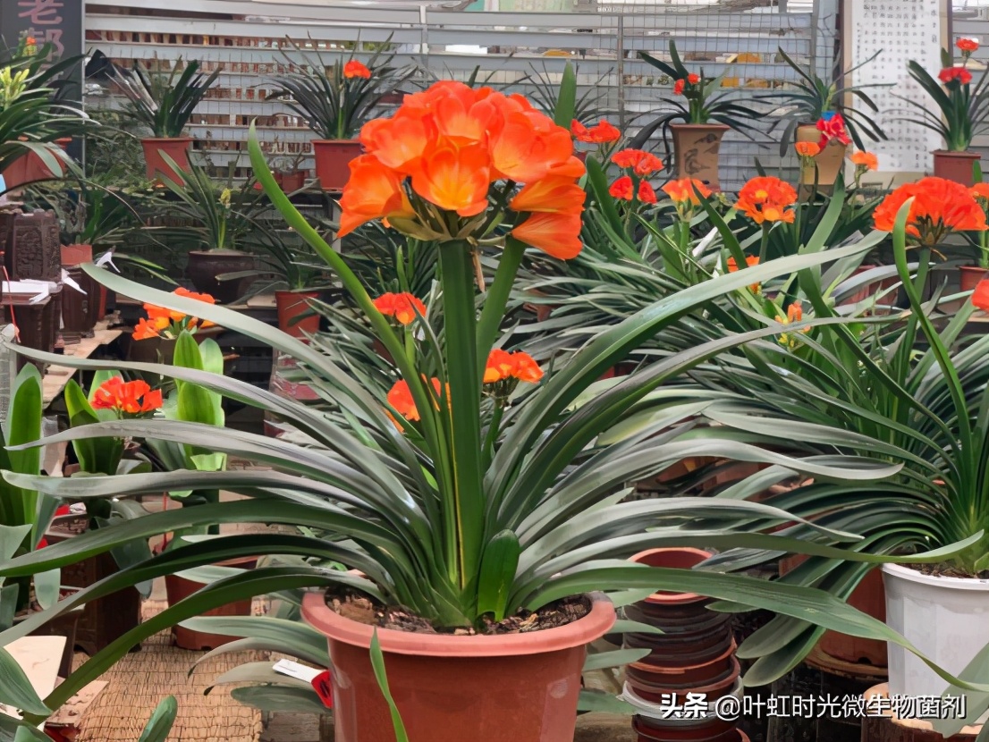 君子兰的皱纹怎么处理,君子兰叶子有皱纹怎么处理