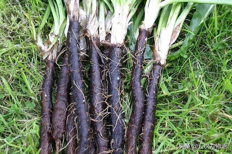 欧洲十大奇怪蔬菜 (欧洲冷门蔬菜)