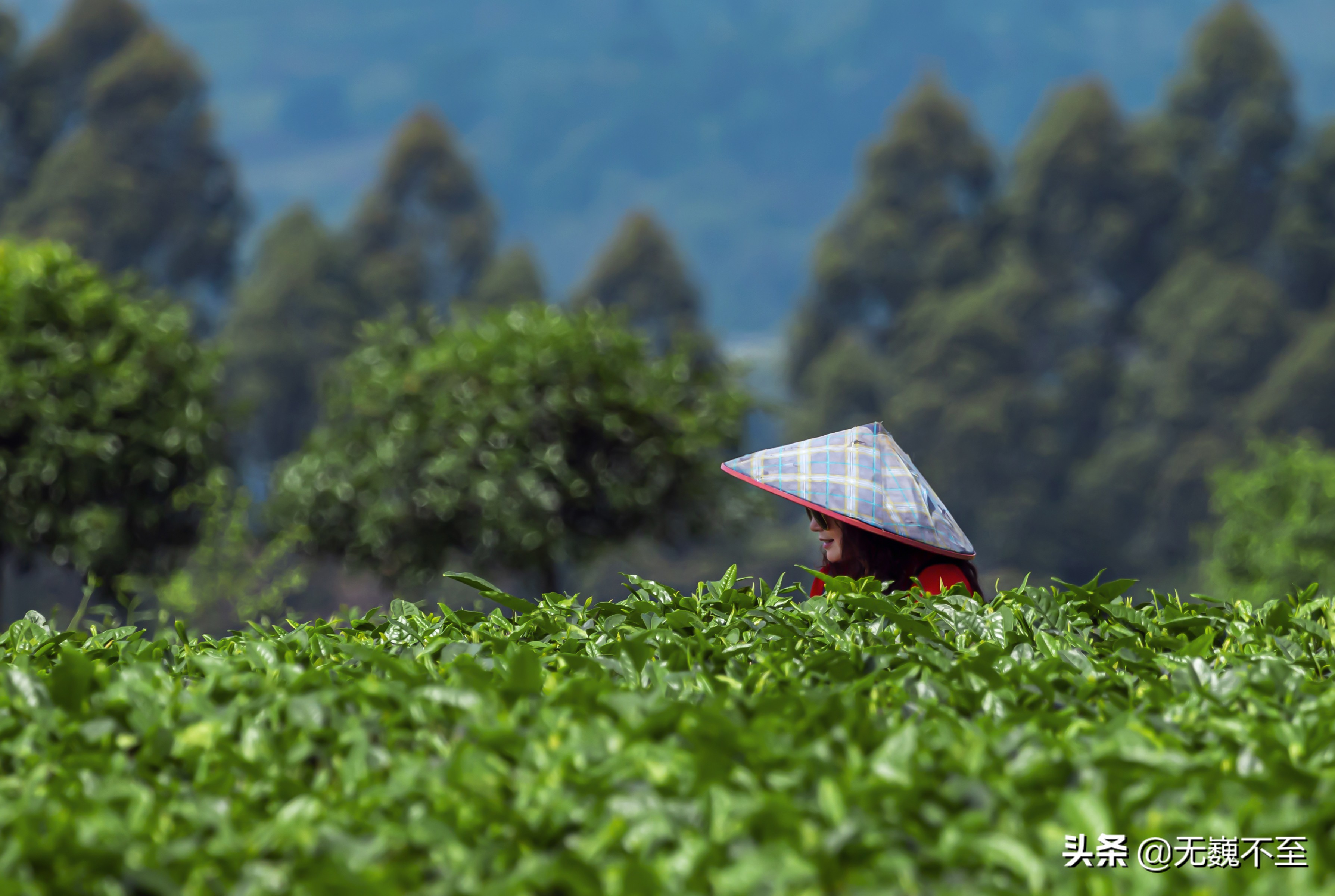 四川雅安牛碾坪万亩观光茶园绿道,雅安旅游景点十大排行榜牛背山