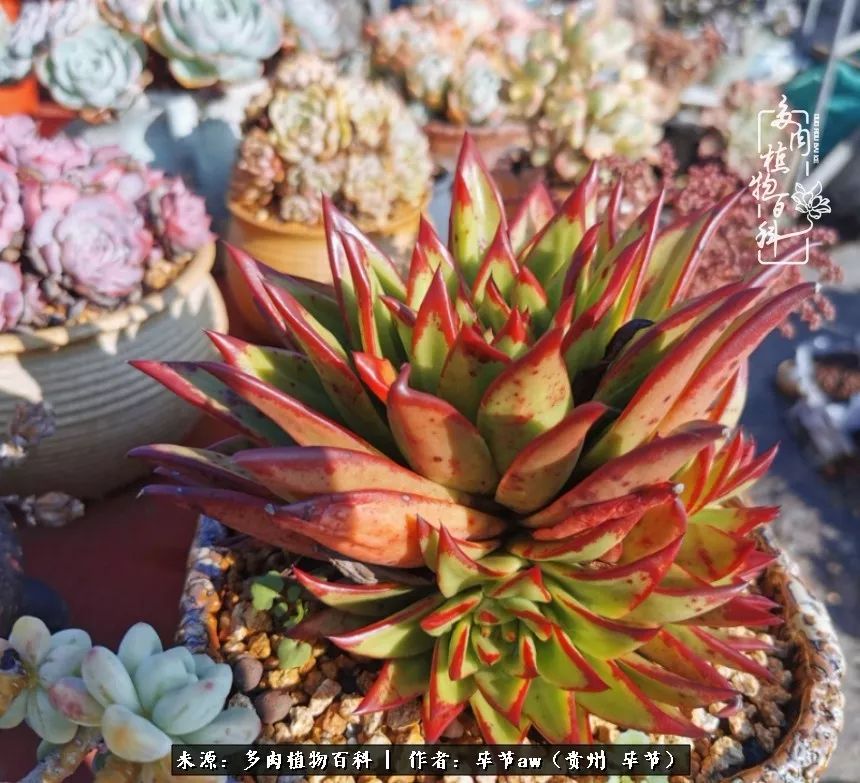 有多少次的会心一笑，全因多肉！那是一种心间流出的甜