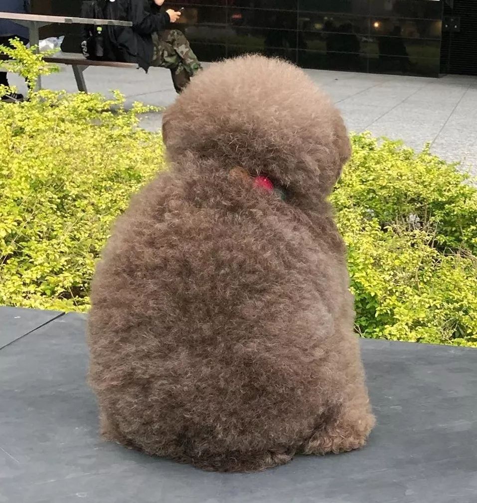 在路边看到一只狗狗,路边看见一只泰迪