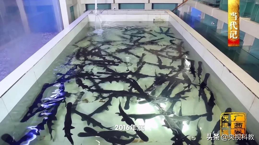 影像方志天峻,中国影像方志四川大竹篇