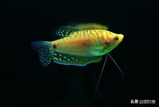 “一生都在打架中度过”：中国斗鱼，是观赏鱼中的“平头哥”