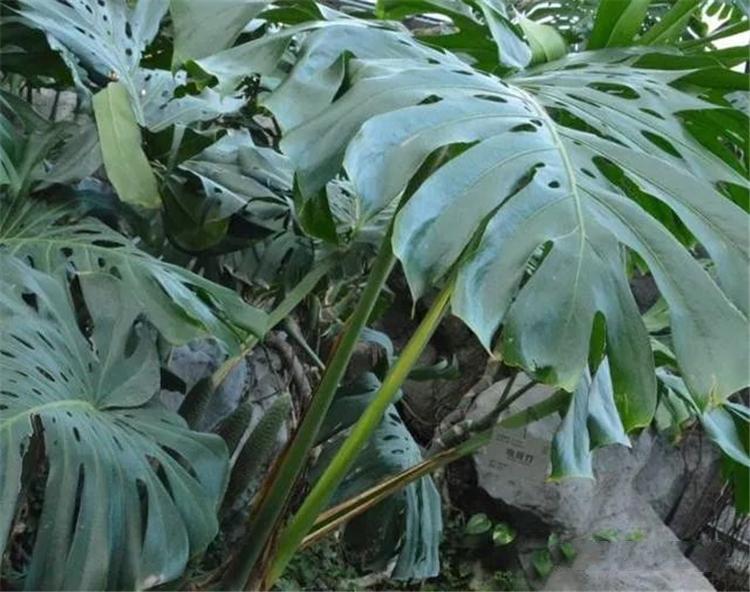 龟背竹杆子长得短,龟背竹长的棍子是什么