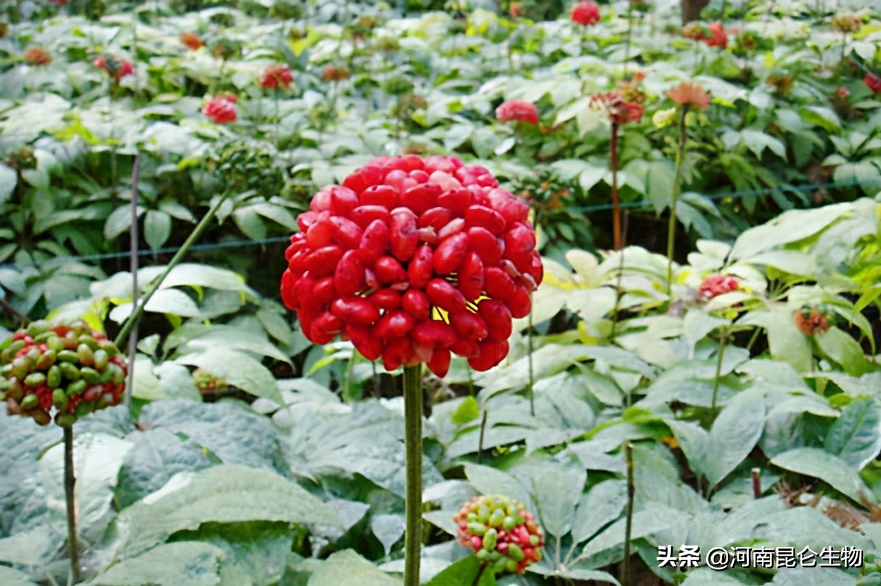 三七死苗烂根怎么治?三七重茬根腐用什么药好?三七黄叶病的防治