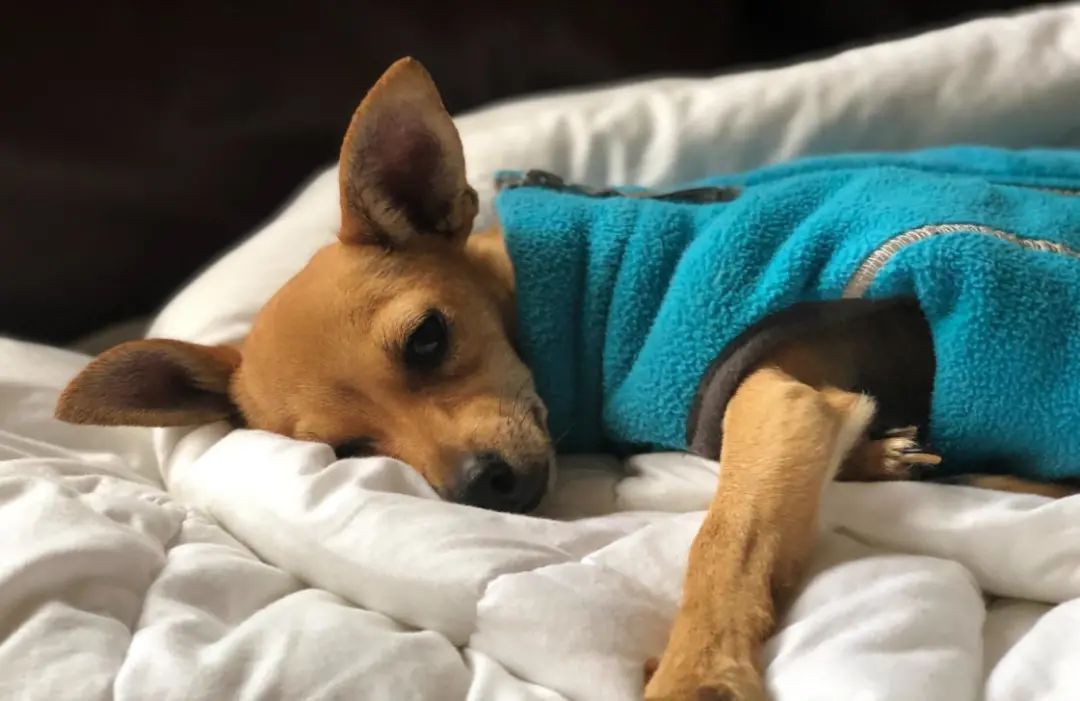 宠物会得肝炎吗,宠物会得新冠肺炎吗