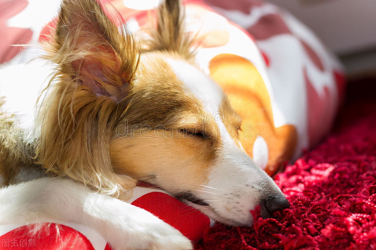 狗流鼻涕有眼屎没有食欲没精神,狗没有食欲精神不振还呕吐