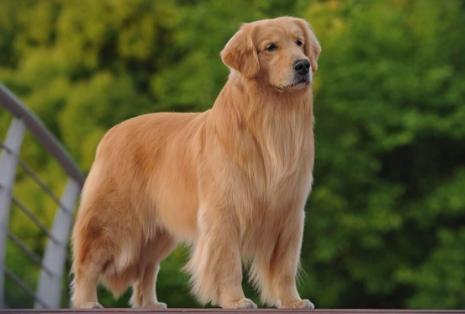 选金毛的时候排除什么，10个部位挑个好金毛，送给即将养金毛的人