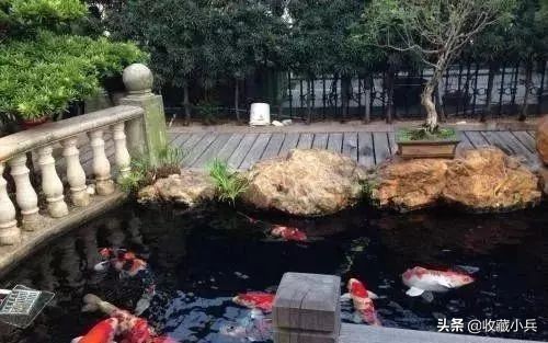 养锦鲤十大忌讳鱼池,养锦鲤最忌讳8件事