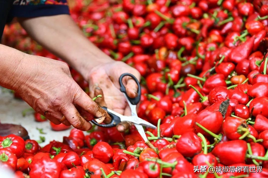 从西到东:贵州——沿河流“黔”行在这里一万种辣椒吃法向你奔来