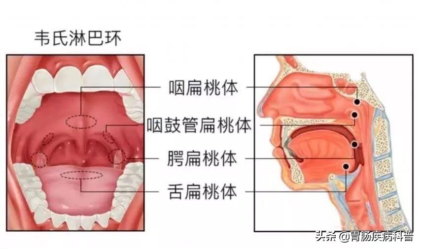 腹部消化系统解剖图谱,小儿消化系统解剖图谱