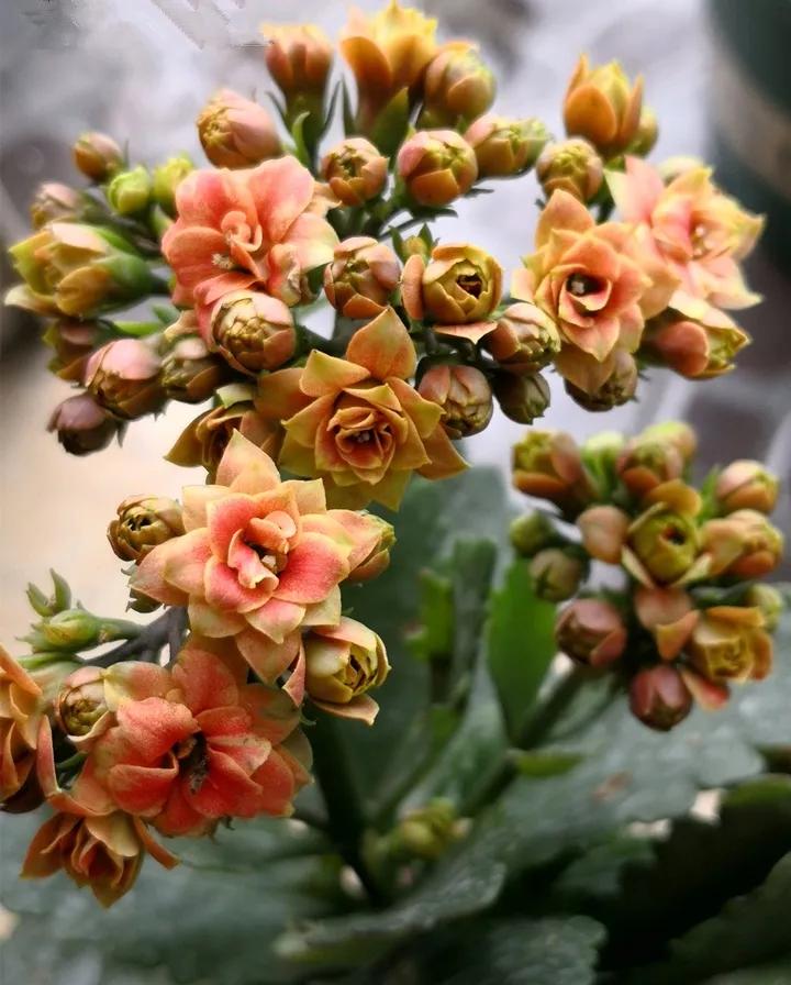 长寿花，寓意好、开花漂亮，花期长，品种多达300个