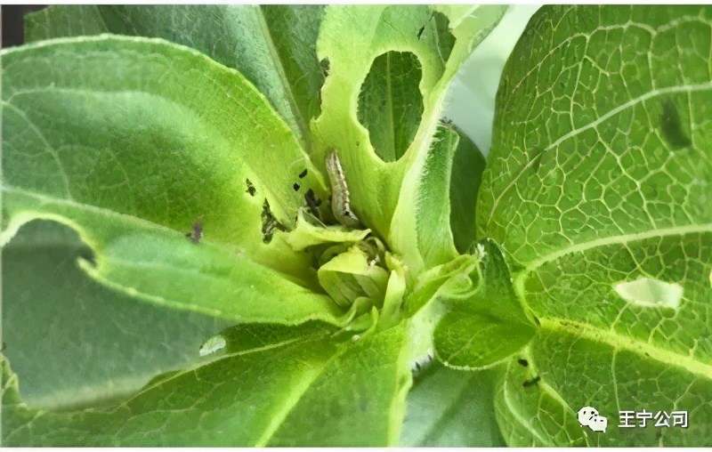 玉米上的虫害打什么药,玉米虫害防治口诀谚语