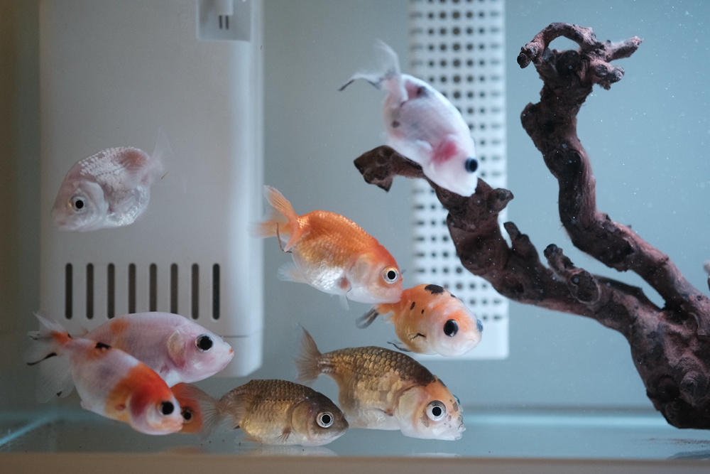 画法几何鱼缸造景,简易鱼缸几何画法