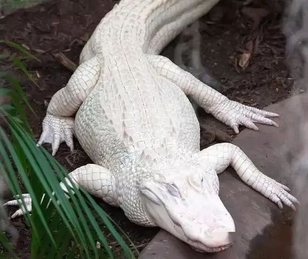 全世界最凶猛的动物藏獒,世界上最贵的一只藏獒