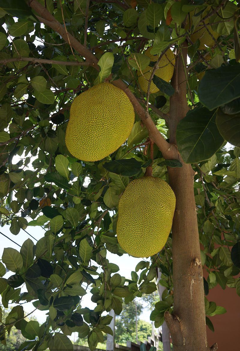 100种常见观叶植物图鉴史上最全,农村常见的100种植物