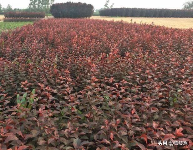 红叶李分雌雄,红叶李的特点是什么