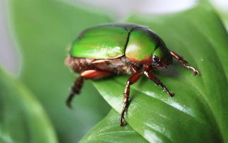 *疆新**核桃常见病虫害防治之研究,掌握此类知识,种出优质核桃