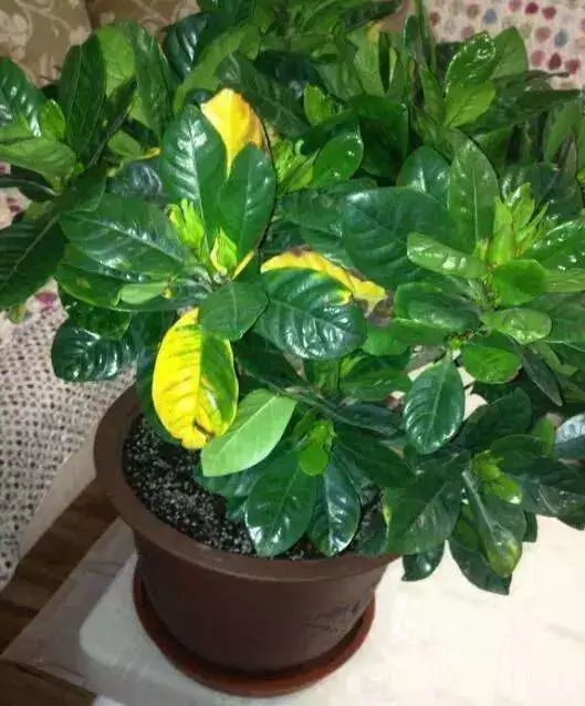 栀子花叶子发黄原因及处理方法,栀子花叶子总发黄4个解决方法