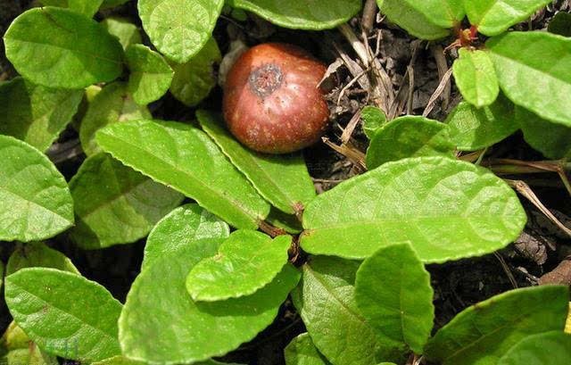 人称“地石榴”,儿时常挖来吃,如今20元一斤,又是炒作吗?