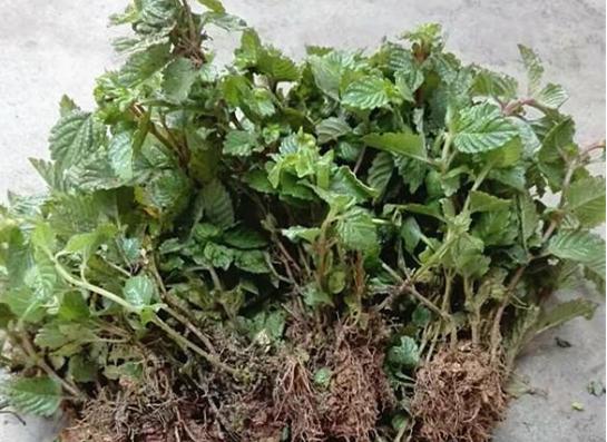 仙草又被称为凉粉草,凉粉草烧仙草学名