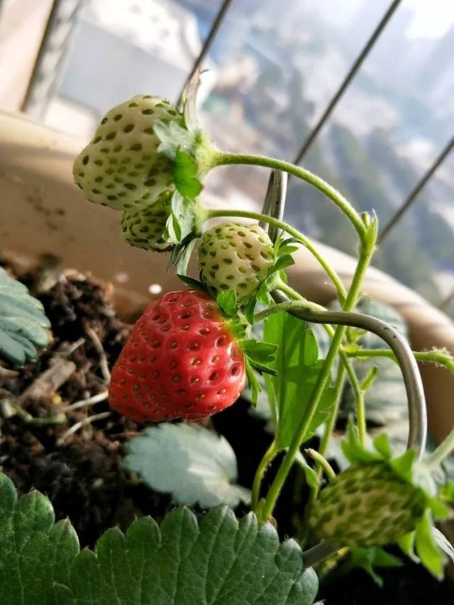 盆花极度干旱怎么处理,盆花水涝了怎么办