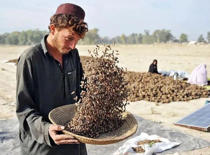 巴基斯坦土特产在中国卖,巴基斯坦有哪些优质商品