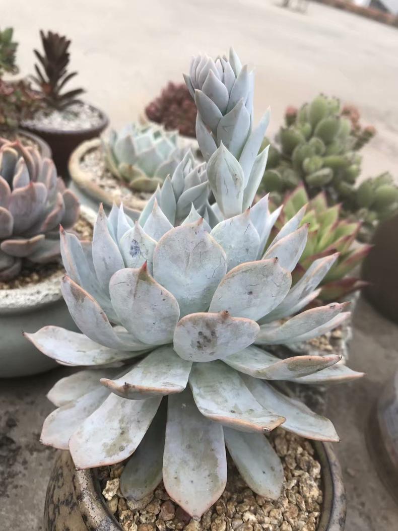 多肉叶子有斑,多肉叶子长斑是什么原因