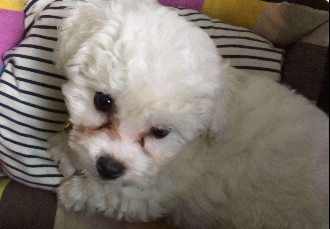 比熊犬泪痕可以治好吗,比熊犬泪痕的产生原因及处理方法