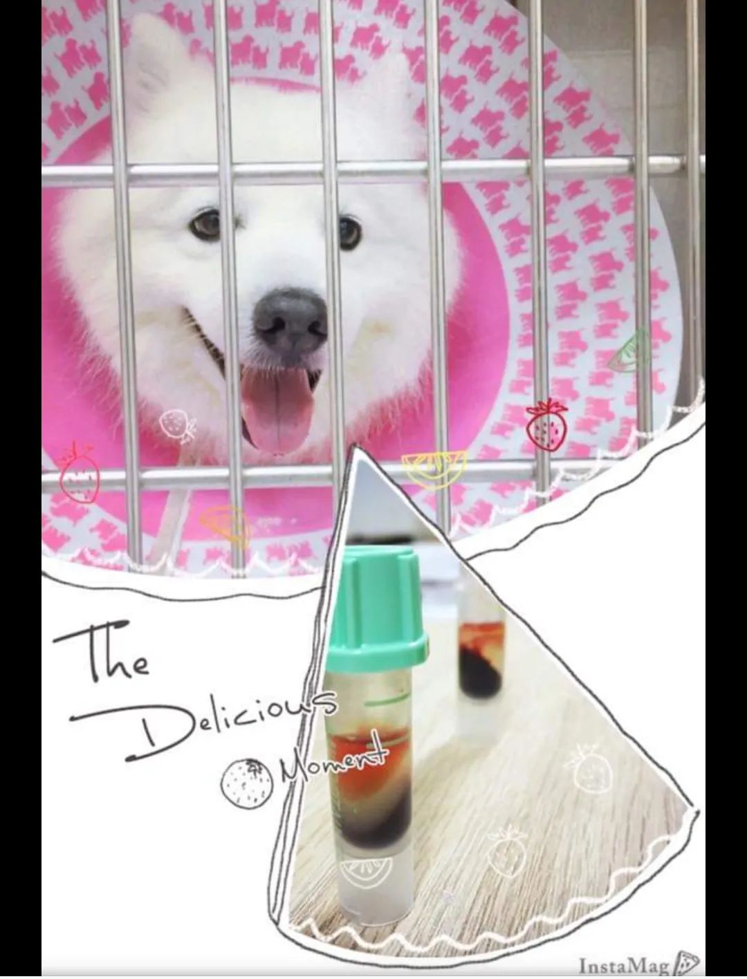 狗吃了有毒的食物救了所有人,一只小狗出现了食物中毒