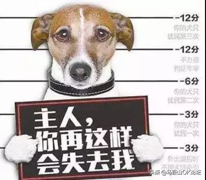 想不通!马鞍山这些‘垃圾人’还可以这么任性?