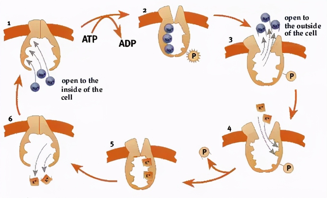 科学家对细胞膜成分的探索历程,细胞膜的相关科学史